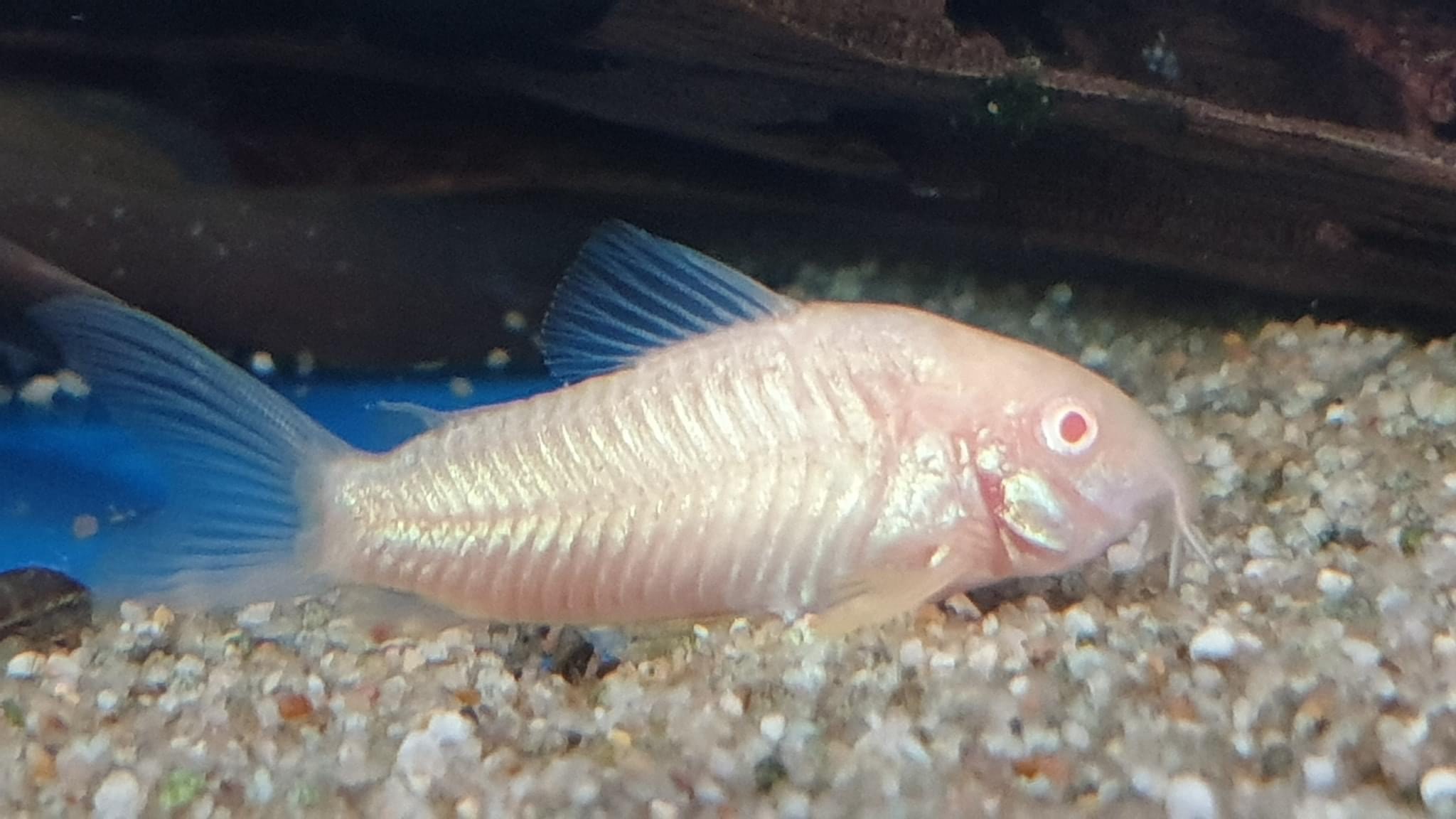Albino Cory
